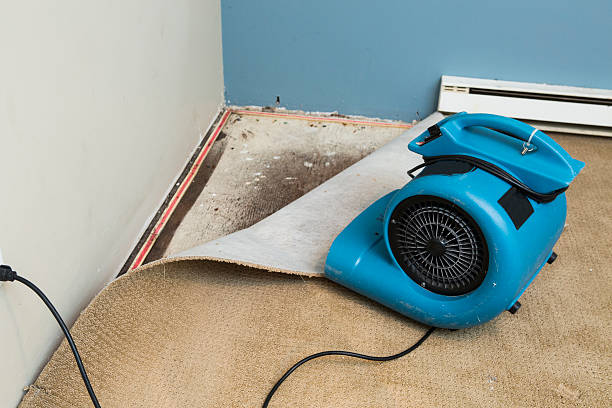 Best Ceiling water damage repair  in South Sarasota, FL
